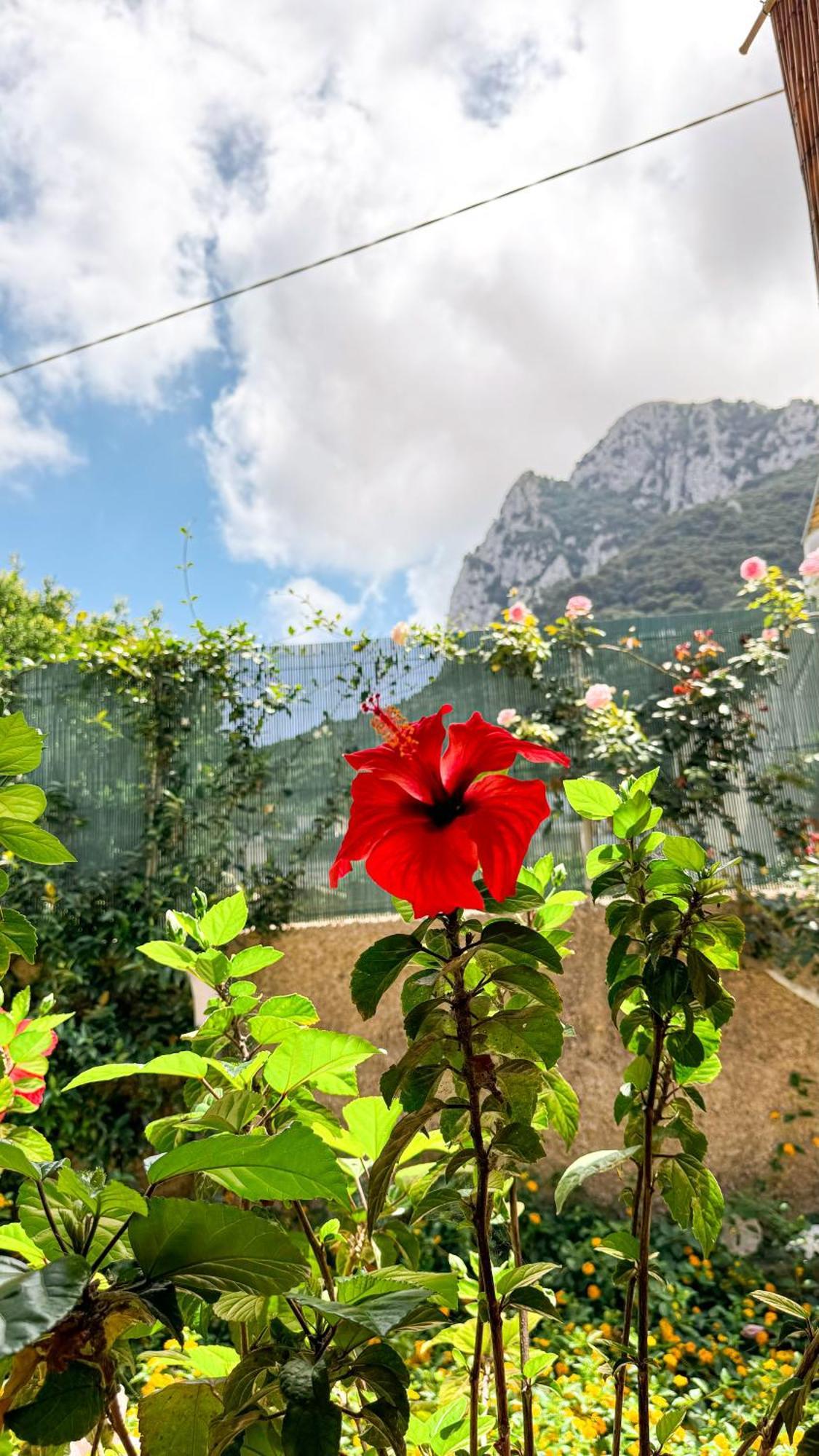 Il Cigno B&B Capri Dış mekan fotoğraf
