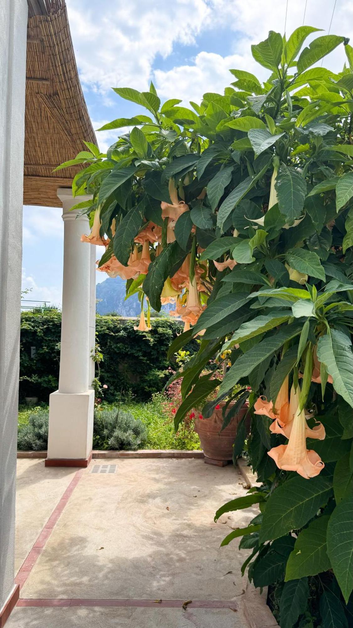 Il Cigno B&B Capri Dış mekan fotoğraf