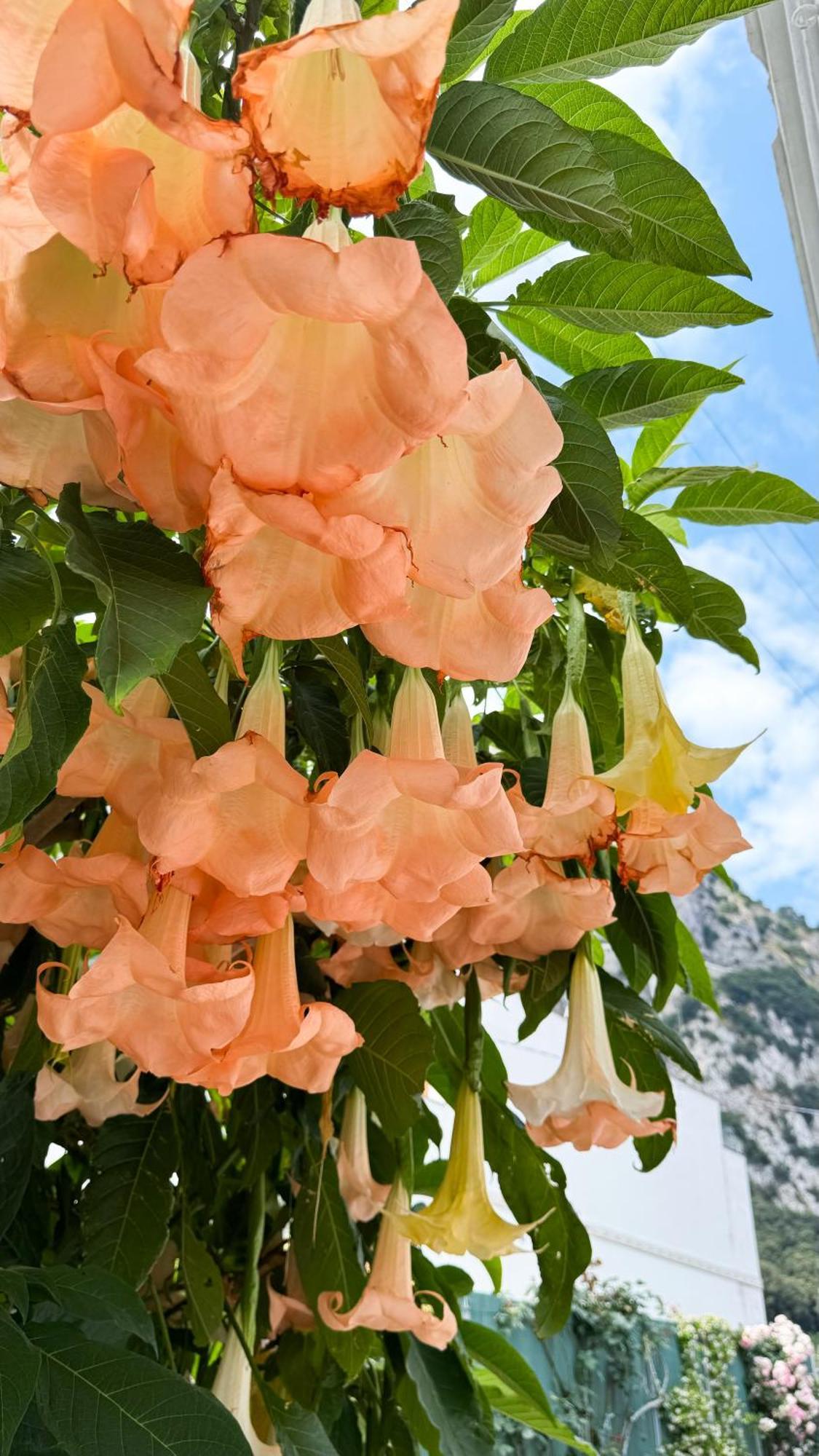 Il Cigno B&B Capri Dış mekan fotoğraf
